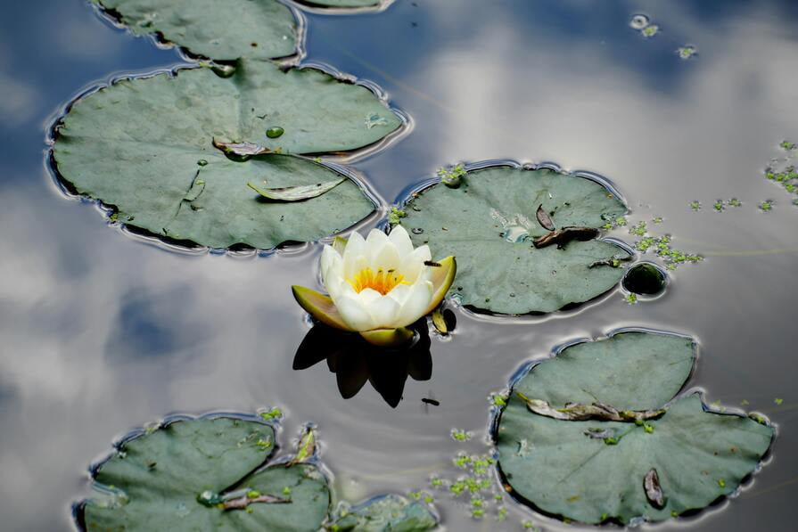 Wasserrosen in Teich